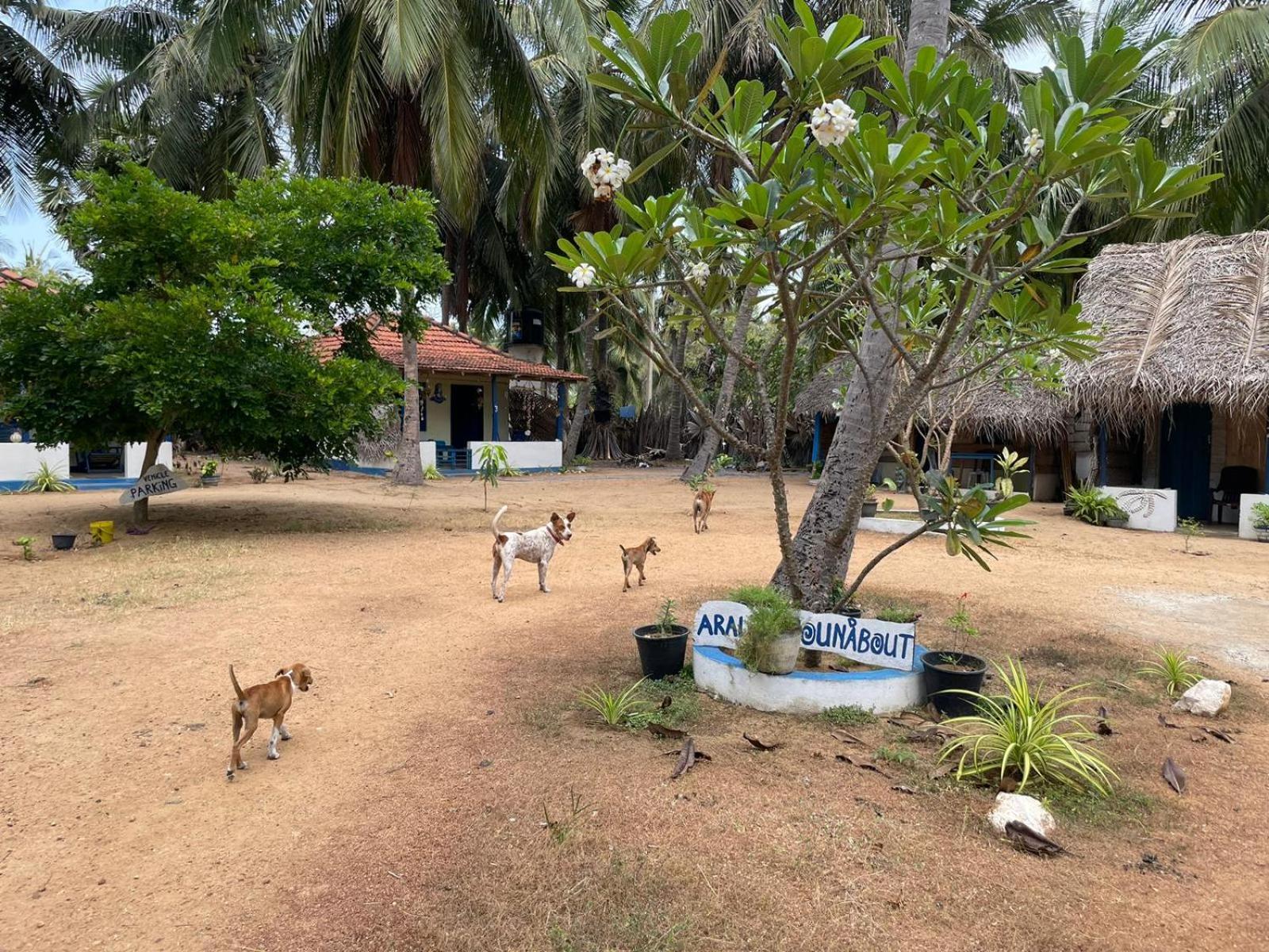 Araliya Villa Kalpitiya Buitenkant foto